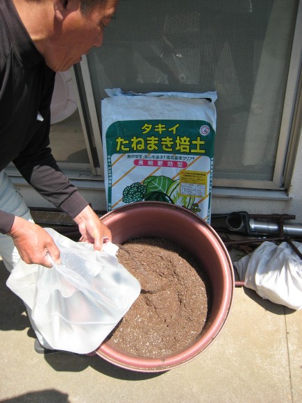 熱海温泉納豆の原料として