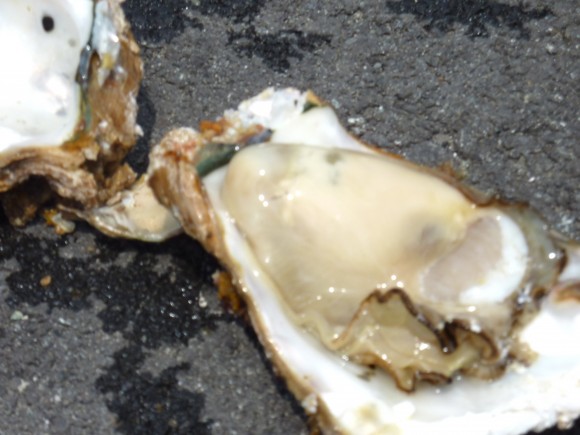 熱海湾で獲れた岩牡蠣 熱海湾で獲れた岩牡蠣