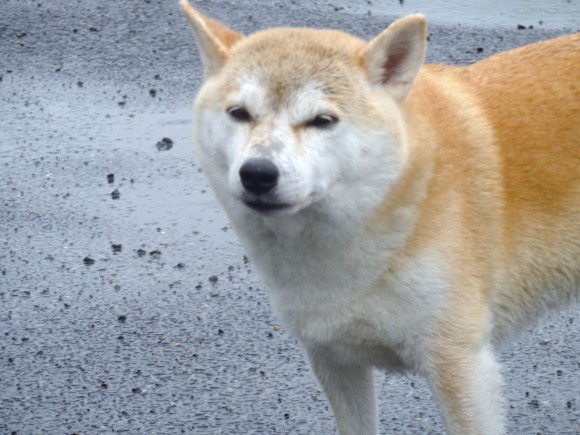 濡れても、歩きたいんです 午後の散歩は、熱海観光湊芝生広場でした