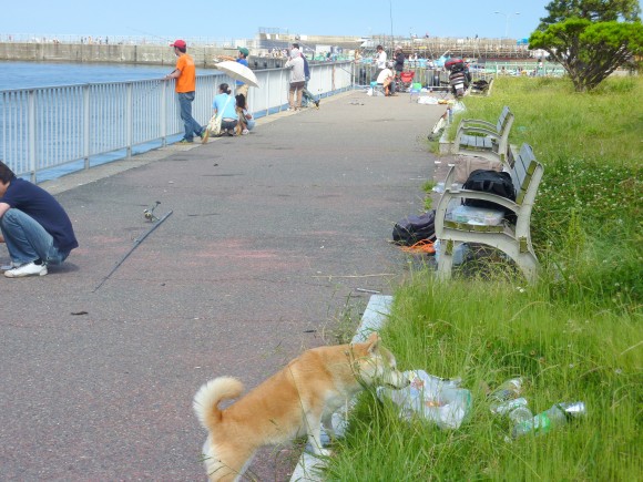 日曜日の午後、熱海観光港 愛犬ふ~と汚染状況を見る
