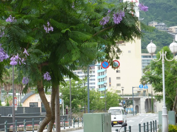 熱海渚町北地区、親水公園前 ホウオウボク、カエンボクと並んで世界3大花木の一つ